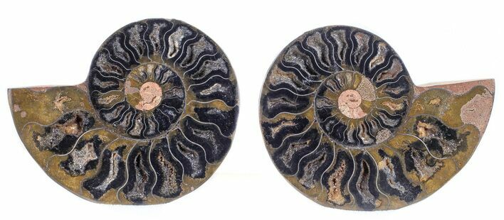 Split Black/Orange Ammonite Pair - Unusual Coloration #55583